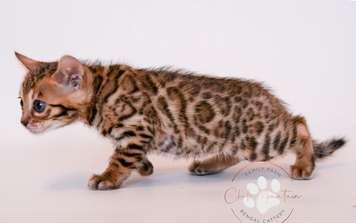 Bengal kitten for sale